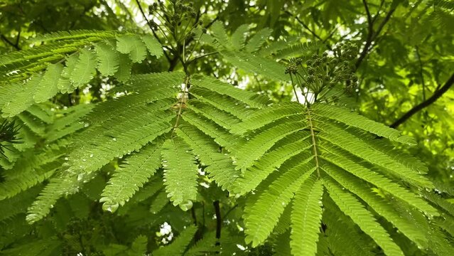Albizia mimosa leaves wind video