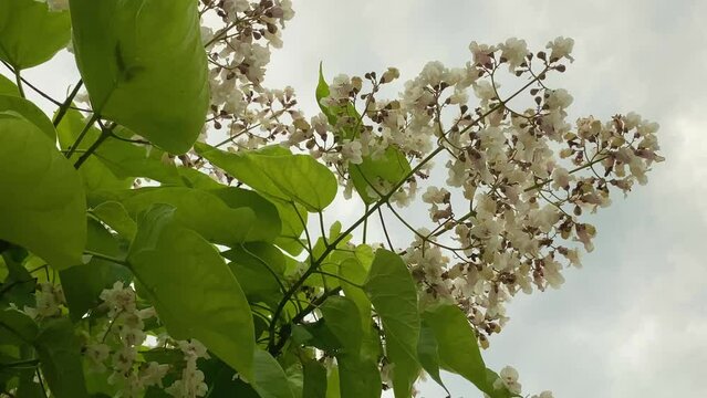 Catalpa blossomed tree