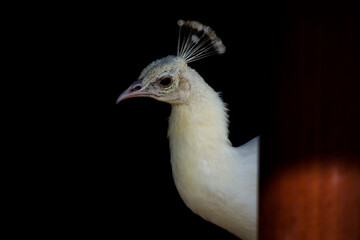 Portrait of a white peacock on a dark background.