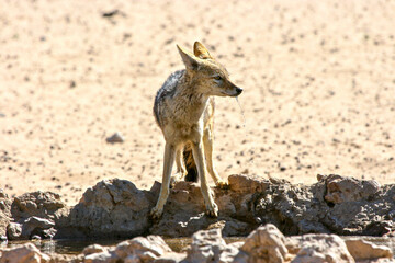 Black-backed Jackal in the Kgalagadi