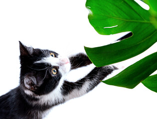 The kitten scratches with its paws a leaf of monstera, indoor plants. Negative animal behavior.