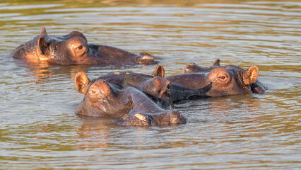 Fototapeta na wymiar Pod of hippos in the estuary in St Lucia, South Africa