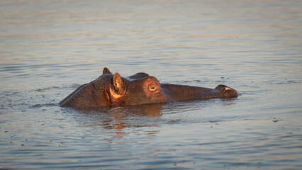 Fototapeta premium The common hippopotamus (Hippopotamus amphibius) in St Lucia lake in South Africa.