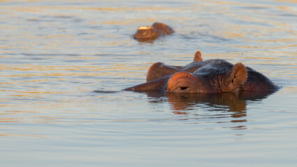 Fototapeta premium The common hippopotamus (Hippopotamus amphibius) in St Lucia lake in South Africa.