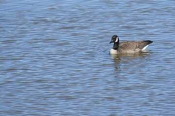 Fototapeta premium Canada Goose swimming in a lake