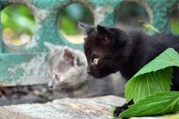 little fluffy kittens play in the garden
