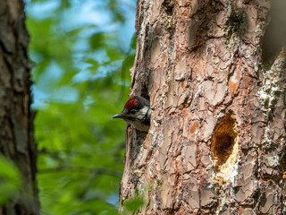 Naklejka premium Buntspecht