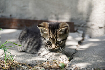 little fluffy kitten playing in the garden
