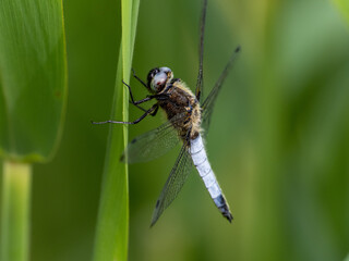 Libelle