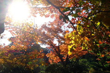 autumn in the forest