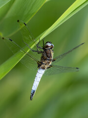 Libelle