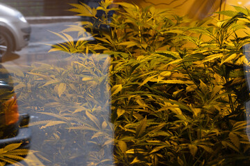 some cannabis plants in a shop window at a retailer in Milan. this botanical species arouses considerable debate for its therapeutic (medical cannabis) or recreational (marjiuana) uses