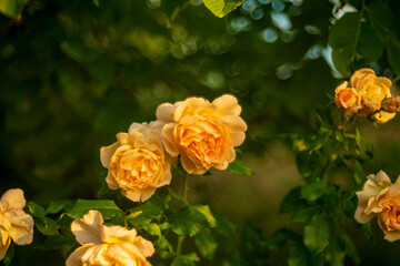 Obraz premium orange flowers in garden