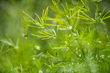 dreamy plant image