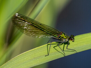 Libelle