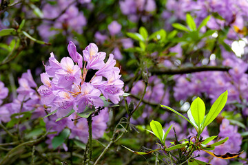 purple and white flowers