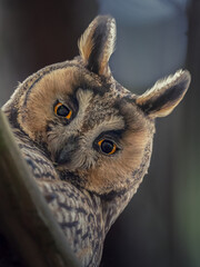 great horned owl