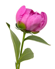 Fototapeta premium Elegant beautiful peony flower isolated on the white background
