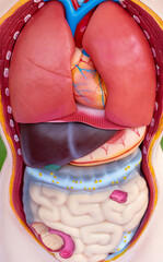 anatomy mannequin.plastic man dummy with internal organs.technical model of human body on green park nature background.kids hands putting organs inside the plastic body,useful activities,medicine