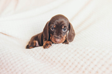 Adorable little puppy. Dachshund puppy. 