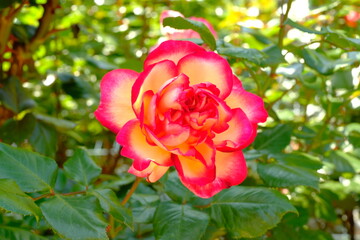 Achilles rose in full blooming