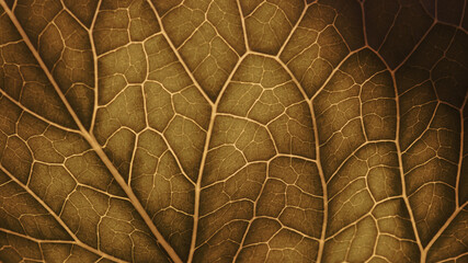 Plant leaf close-up. Mosaic pattern of cells nerves and veins. Abstract background on a vegetable...