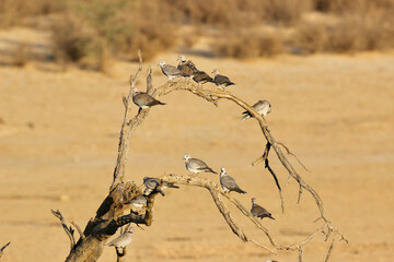 Cape Turtle Doves in the Kgalagadi