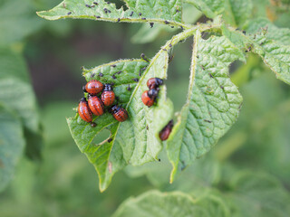 Larvae of the Colorado potato beetle eat a potato leaf. Closeup. An illustration on the theme of protecting this agricultural plant from pests. Farm and gardening. Macro