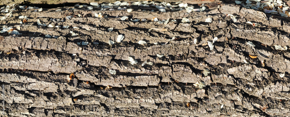 Poster texture of the bark of oak. panoramic photo of the oak texture. horizontal photo of a tree bark text