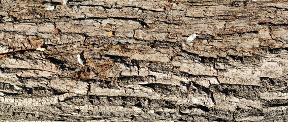 Texture of the bark of oak. Panoramic photo of the oak texture. Horizontal photo of a tree bark textured