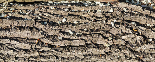 Texture of the bark of oak. Panoramic photo of the oak texture. Horizontal photo of a tree bark textured