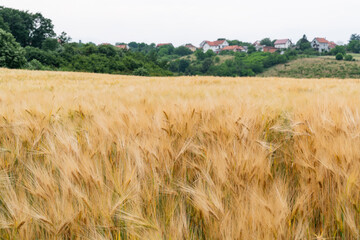 Agricultural field of ripe oats