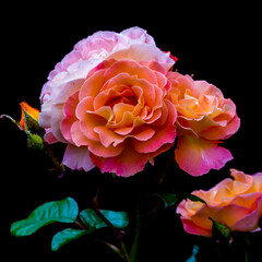 Spring sketch, lush rose flowers on dark background