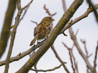 Small cute sparrow sitting among big branches