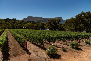 Fototapeta na wymiar Constantia, Cape Peninsula, South Africa. 2022. Vines with a backdrop of the eastern side of Table Mountain at Groot Constantia close to Cape Town, South Africa.