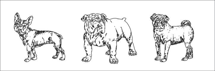 French bulldog, english bulldog and pug drawing. Isolated vector illustration with dogs.