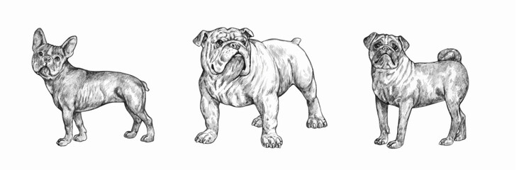 French bulldog, english bulldog and pug drawing. Isolated vector illustration with dogs.	