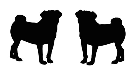 Naklejka premium Pug silhouette drawing. Isolated illustration with a Chinese dog. 