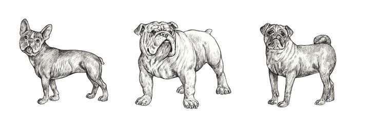 French bulldog, english bulldog and pug drawing. Handmade isolated pencil illustration with dogs.