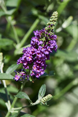 Buddleja davidii 