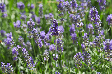 Close up Lavender flower blooming outdoors.  Beautiful image of lavender field