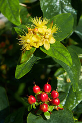 Saint John's Wort with yellow flowers and red berries blooming outdoors. Saint John's Wort, or hypericum, is used for healing teas and homeopathy.