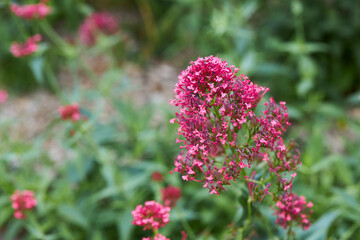 Red Valerian flowers (or Spur Valerian, Kiss Me Quick, Foxs Brush and Jupiters Beard). Its...