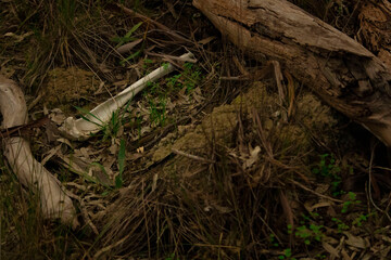 A 'Humorous' Forest