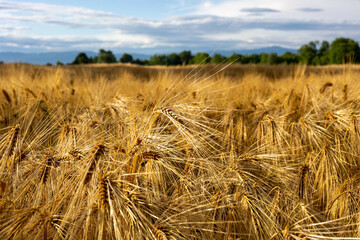 Fototapeta na wymiar Bright yellow ears of wheat in summer - cultivated field with wheat