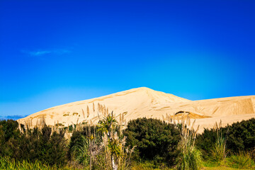 Golden hills of Giant sand dunes behind a green wall of the bush. Cloudless blue sky over Te Paki, Northland, Far North, New Zealand