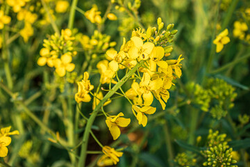 close-up rapeseed blossom on a rapeseed field