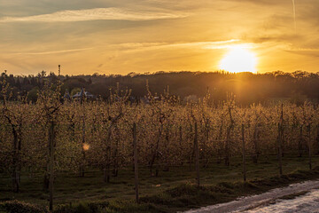 orchard in sunset in summer