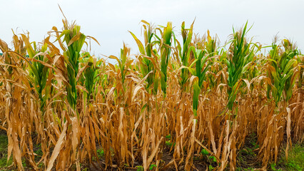 Dry yellowish corn stalks in a farm with the gray sky in background