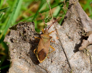 Brown shield bug